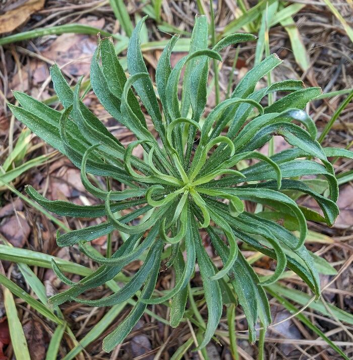 The Way This Plant Spirals