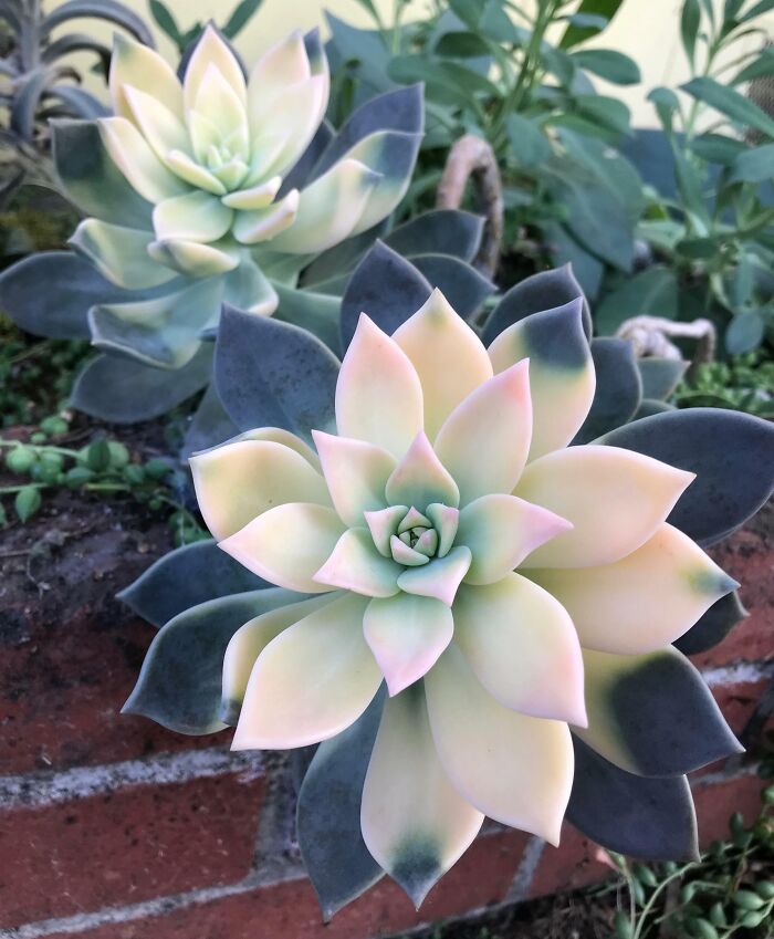 How This Ghost Plant Succulent Changes Colors