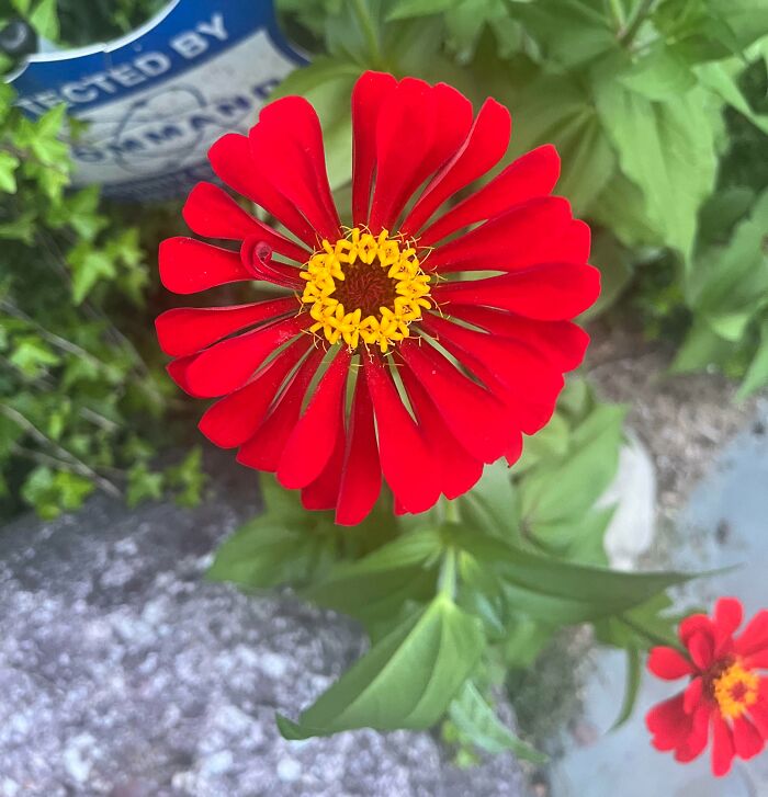 Oddly Satisfying How Circular This Flower Is