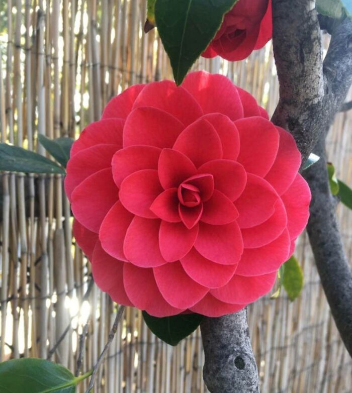 This Perfect-Looking Flower