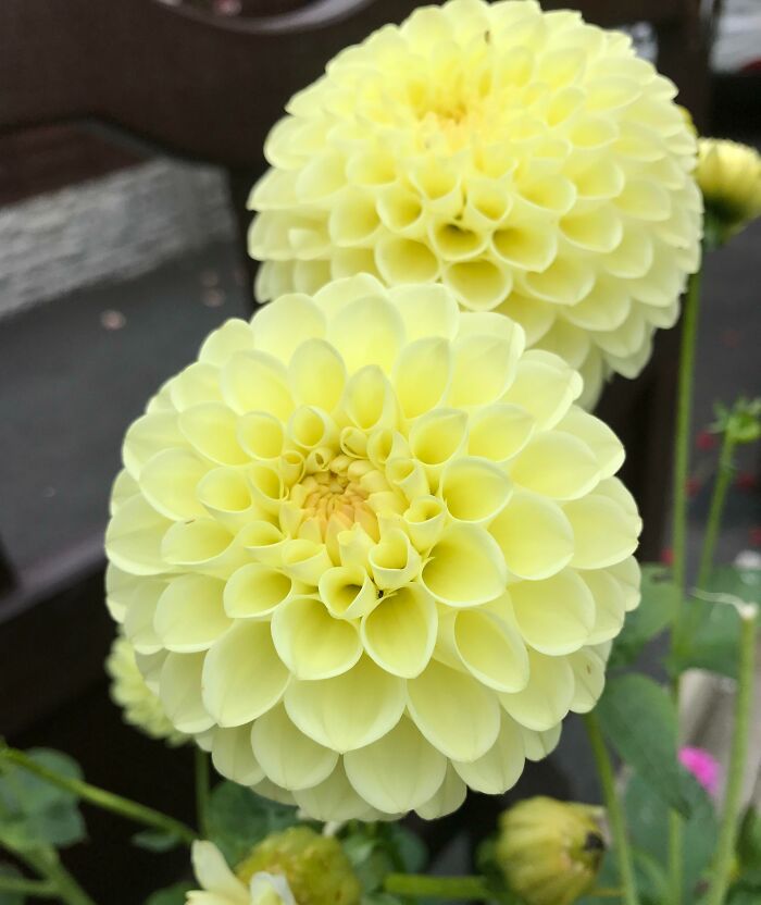 This Perfect Flower