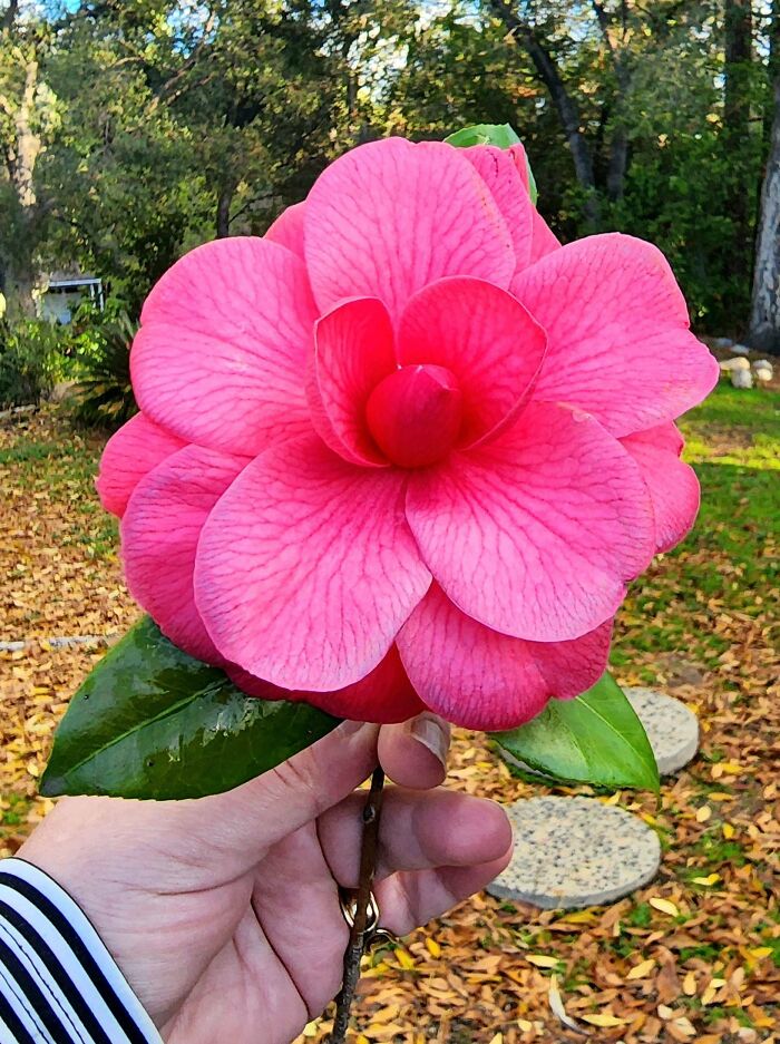 This Camellia In Our Garden