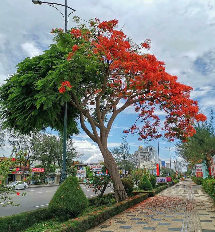 Este árbol cerca de mi casa