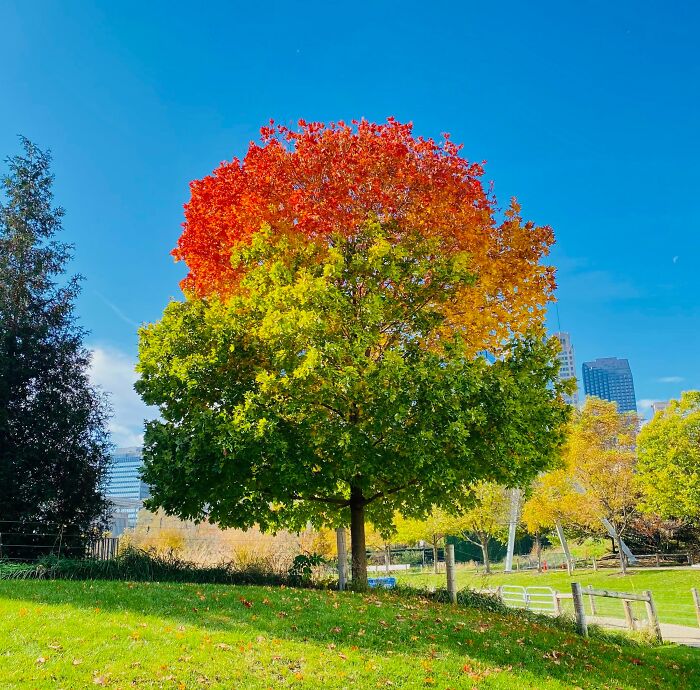 Perfectly Gradient Tree