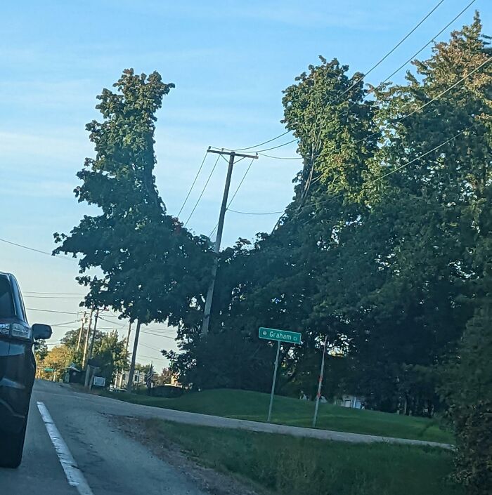 The Way The Tree Is Cut Around The Power Line