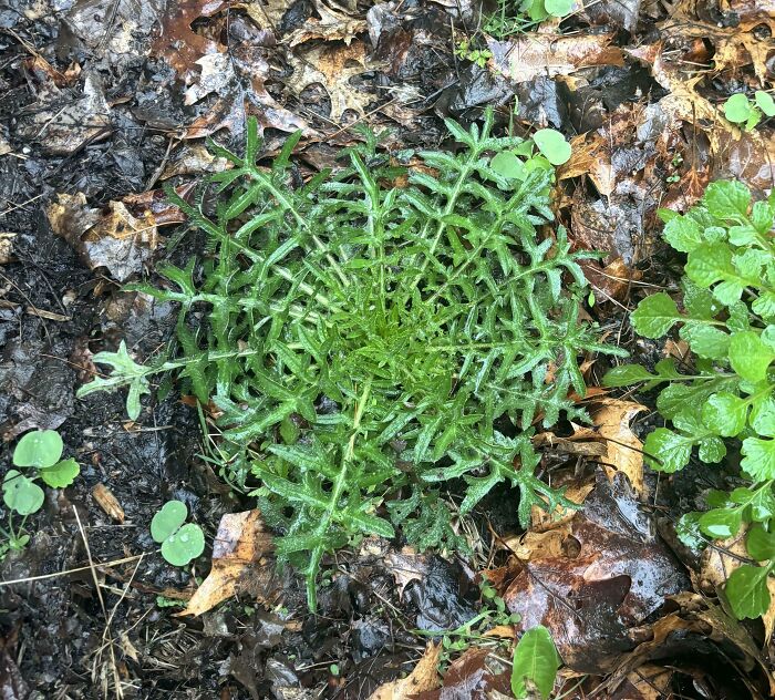 This Neat Plant I Found Growing In The Wild