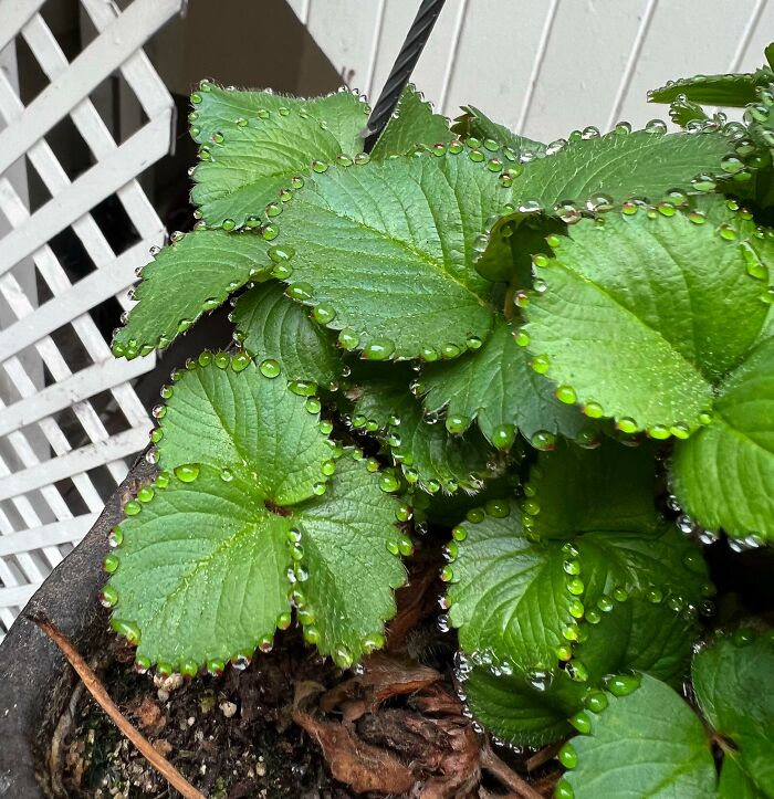 Gotitas en las hojas de la planta de fresas