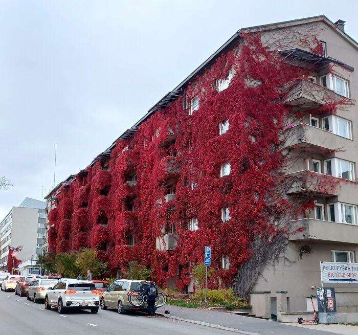 Plant-Covered Apartment Building In Fall