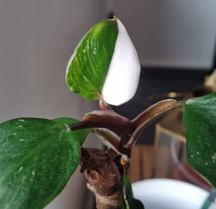 My Plant Has A Leaf That's Half Green, Half White