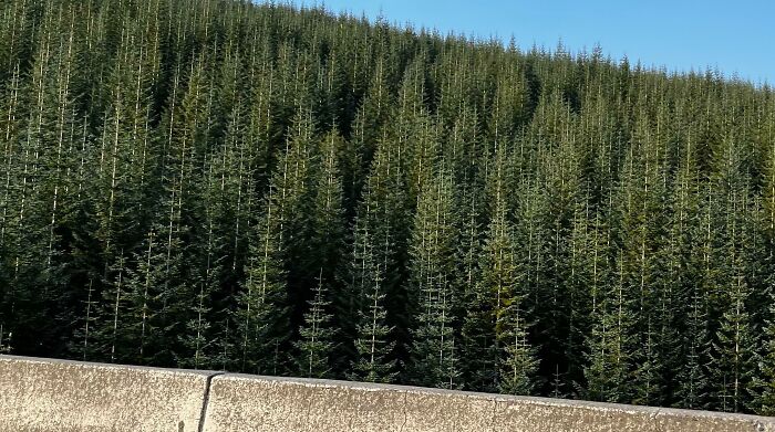 Trees That Were Planted At The Same Time Look Like They’re From A Simulation