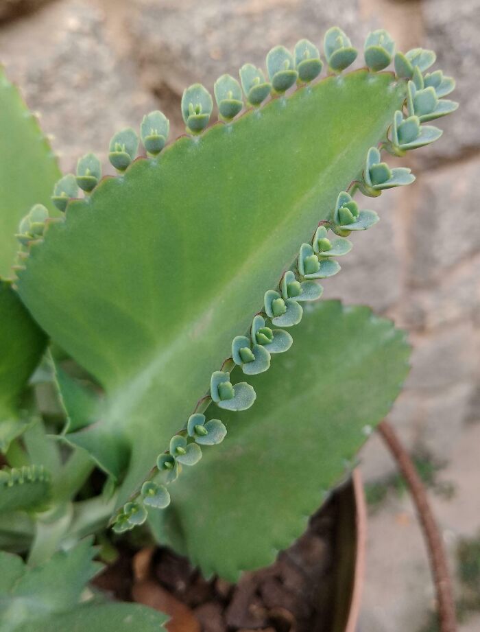 Hojas en una hoja