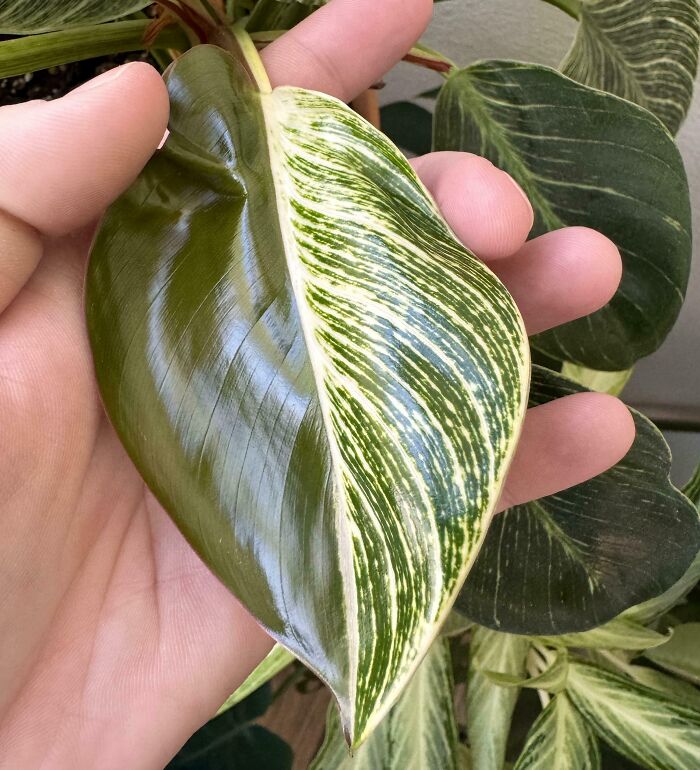 This New Leaf On My Otherwise Fully Striped Plant