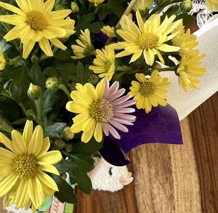 One Of My Wife’s Potted Flowers Appears To Be Two Different Flowers Joined Down The Middle. It’s The Only One Like This In The Bunch