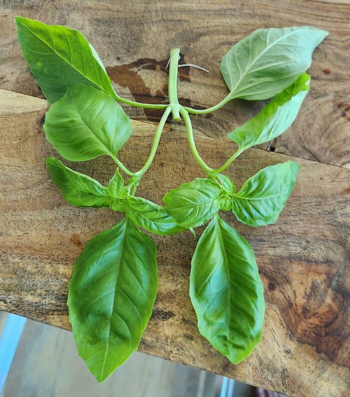 The Symmetry Of My Basil Plant