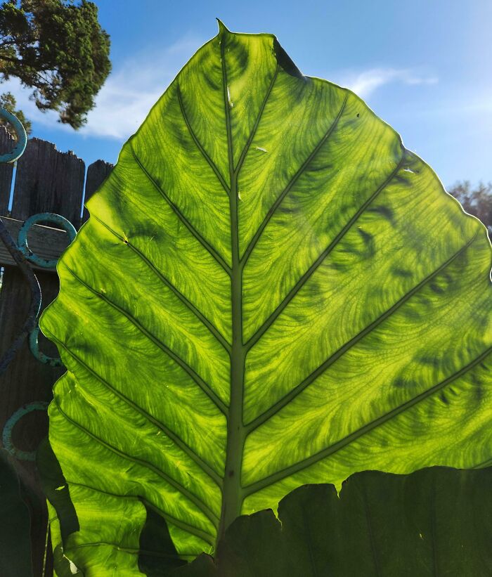 These Swirls On My Elephant Ear Plant