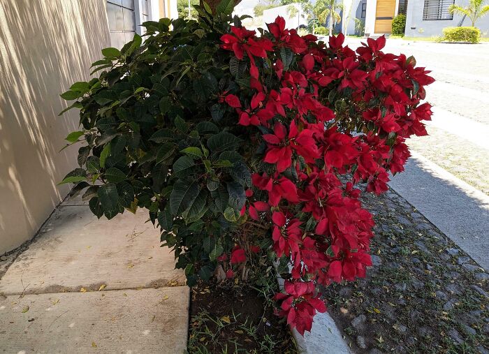 These Poinsettia Flowers Are Growing On The Half That Gets Exposed To Sun