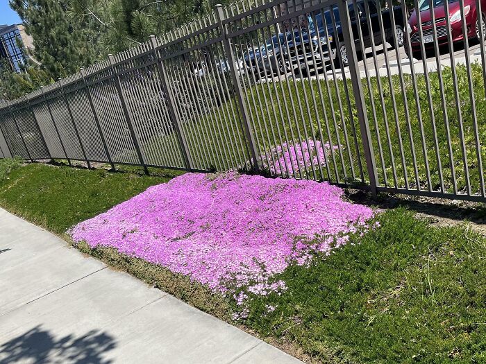 The Way These Flowers Only Grow In One Spot