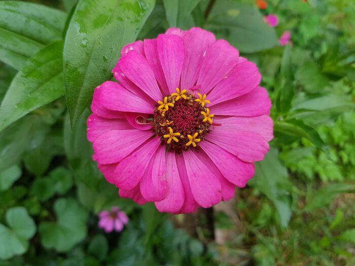 This Flower Has Smaller Flowers Growing On It