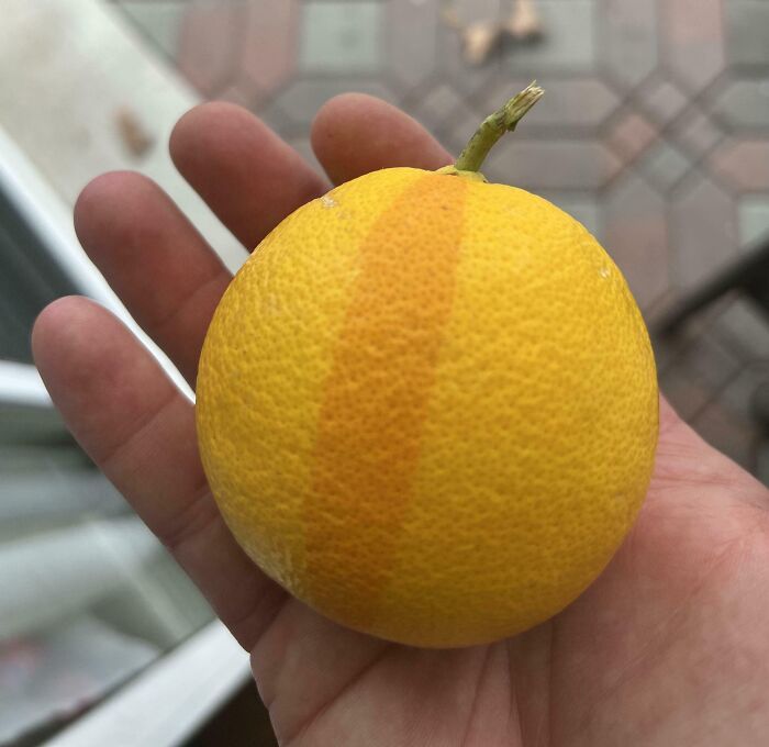 This Orange From My Tree Has One Dark Stripe