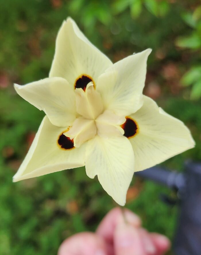 The Symmetry Of This Flower