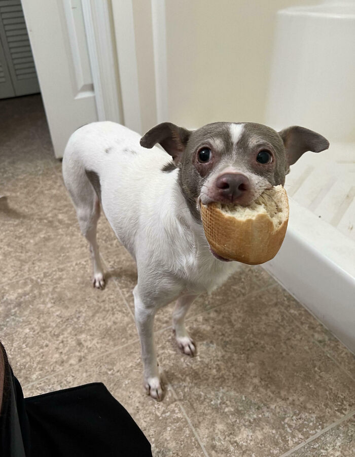 This Guy Stole My Bread. While I Was Going To The Bathroom He Comes In And Shows Me His Prize