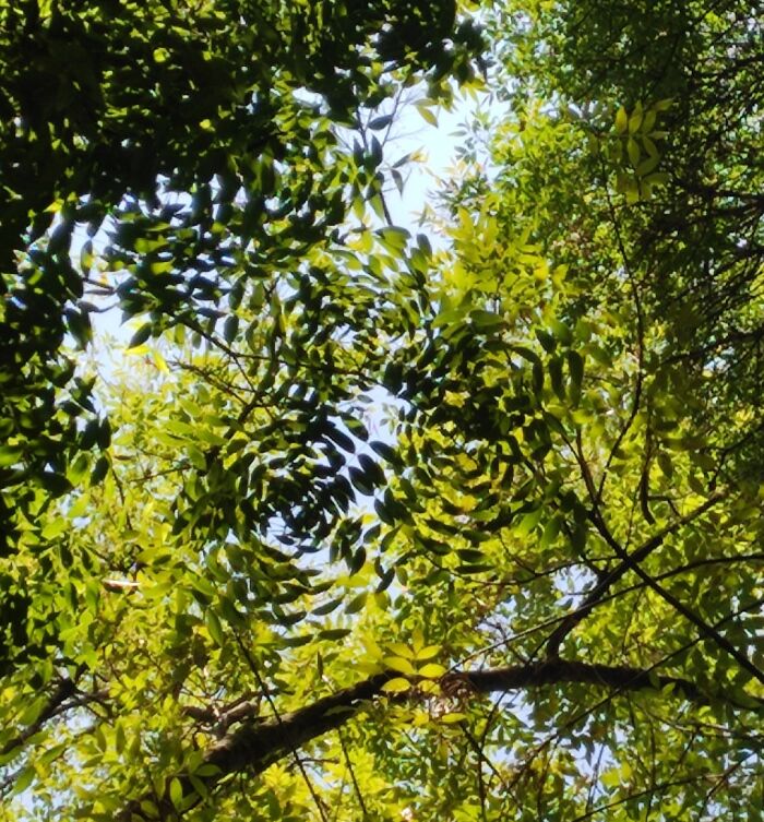 The Leaves Of This Tree Grow In Concentric Circles