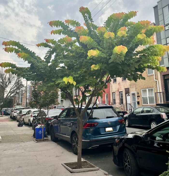 Passed This Tree That Looked Like Firework Exploding On My Walk