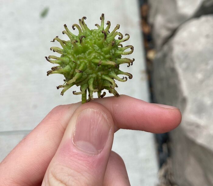 This Tree’s Buds Look Like Coronaviruses