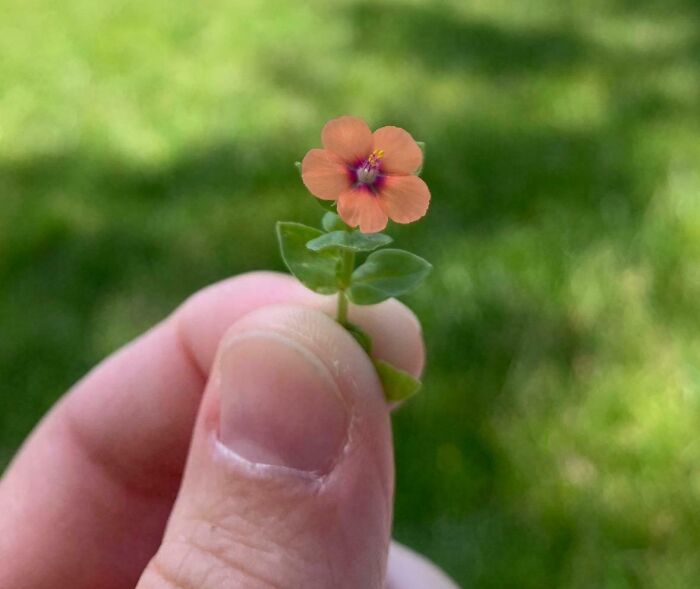 This Tiny Flower