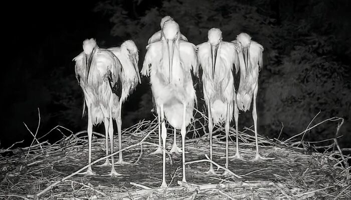 White Storks In The Rain