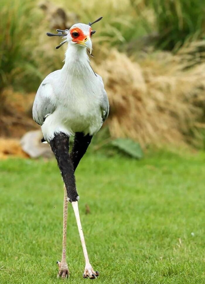 The Secretary Bird