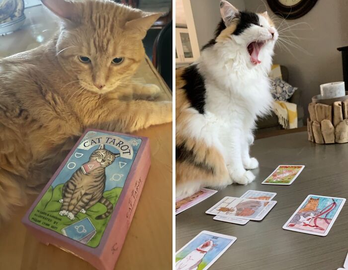 Ditch Those Boring Old Tarot Cards And Embrace The Feline Mystique With These Adorable And Insightful Cat Tarot Cards