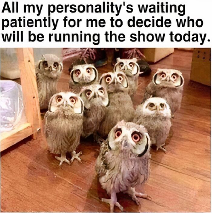 Group of owls with wide eyes, perfect for a funny meme about personalities waiting for a decision.