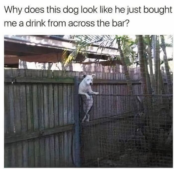 Dog standing against a fence, resembling a humorous meme moment with a playful caption.