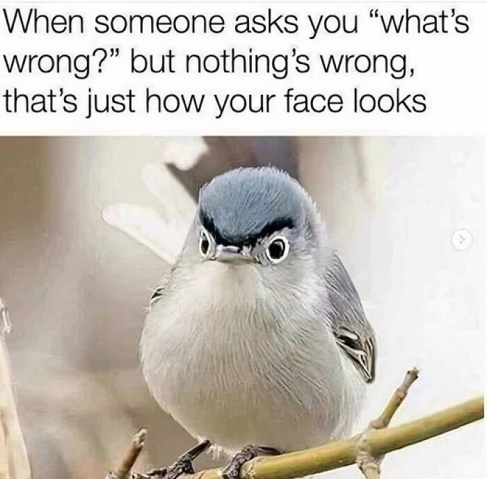 A funny animal meme featuring a grumpy-looking bird with a humorous caption about facial expressions.