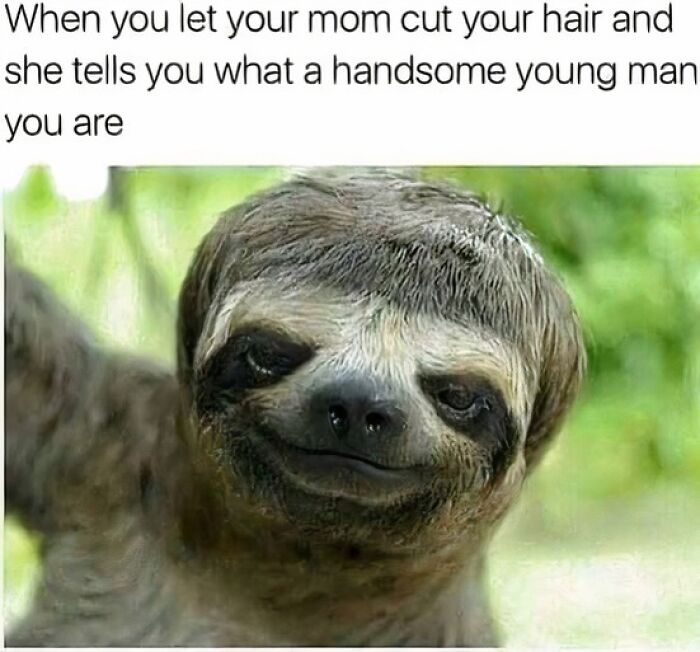 Sloth with a haircut resembling a funny animal meme moment in a humorous setting.