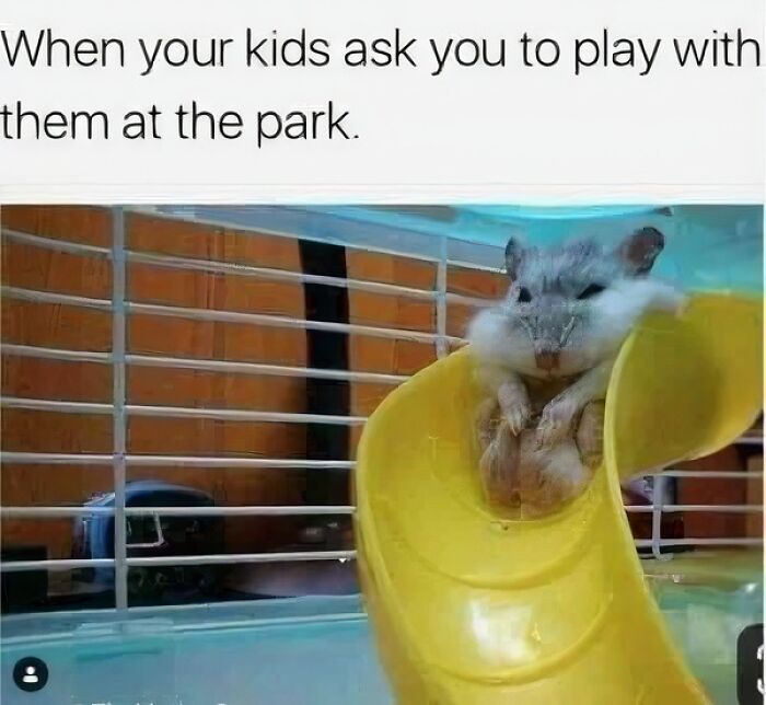 Funny animal meme of a hamster sitting in a yellow slide inside a cage.