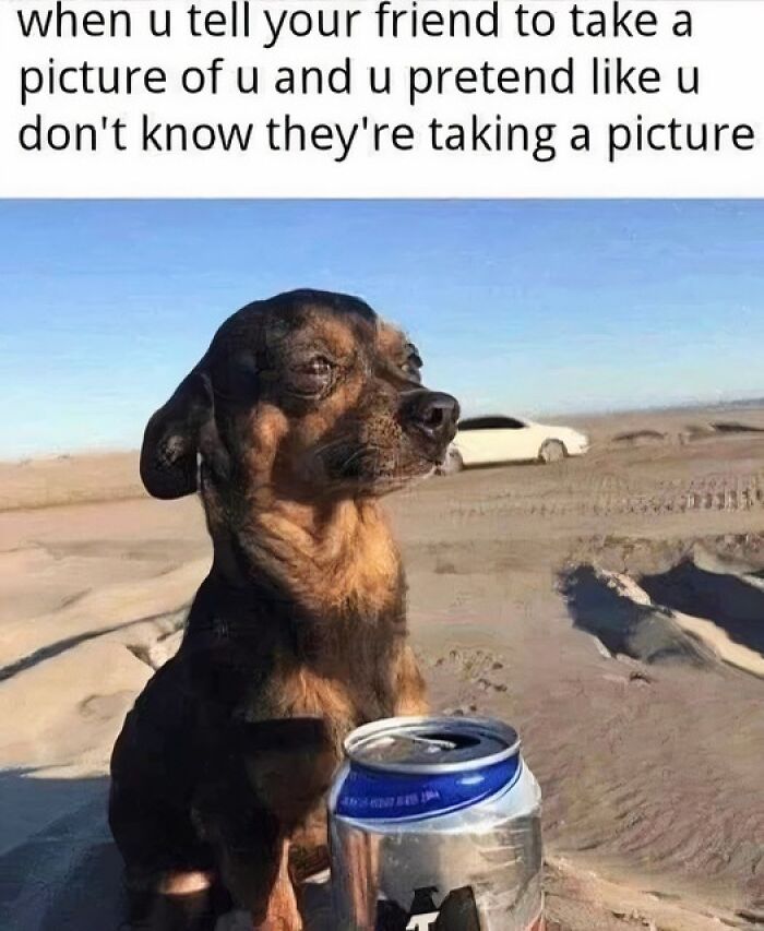 Dog posing with a drink on a sandy landscape, mimicking an unaware photo moment as a funny meme.