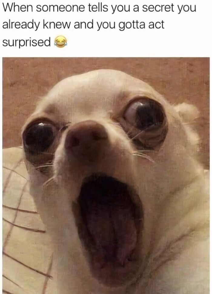 Funny meme of a surprised Chihuahua with wide eyes and open mouth.