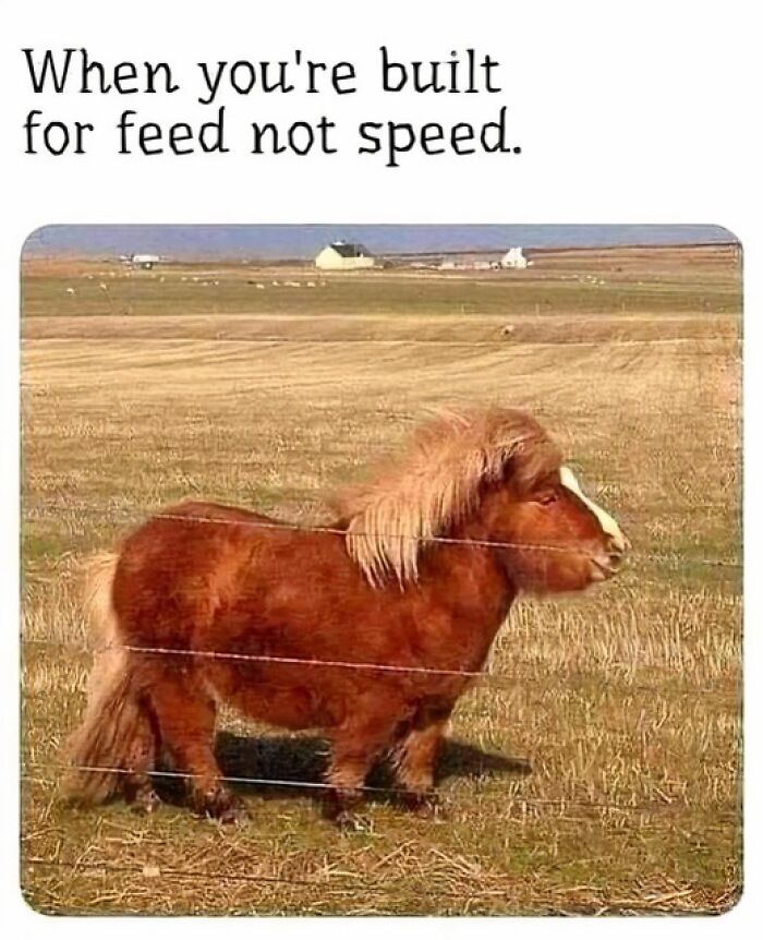 Mini horse in a field with text overlay, "When you're built for feed not speed," highlighting funny animal meme concept.