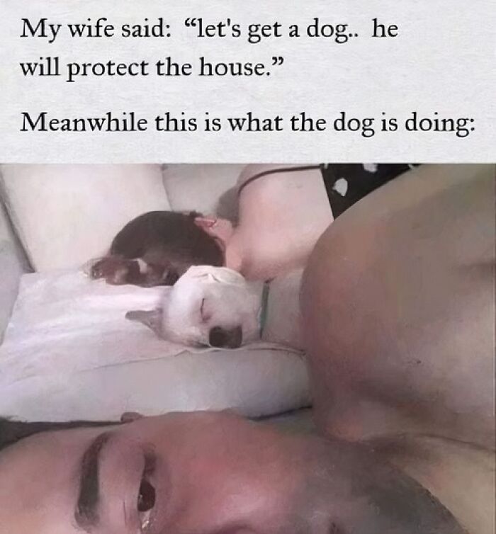 Dog sleeping on bed with owners, humorous animal meme.