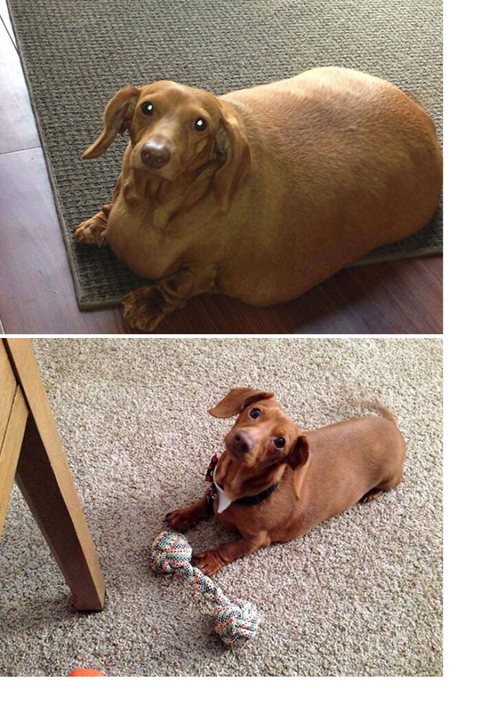 Dennis The Dieting Dog Lost 79% Of His Body Weight With Healthy Habits