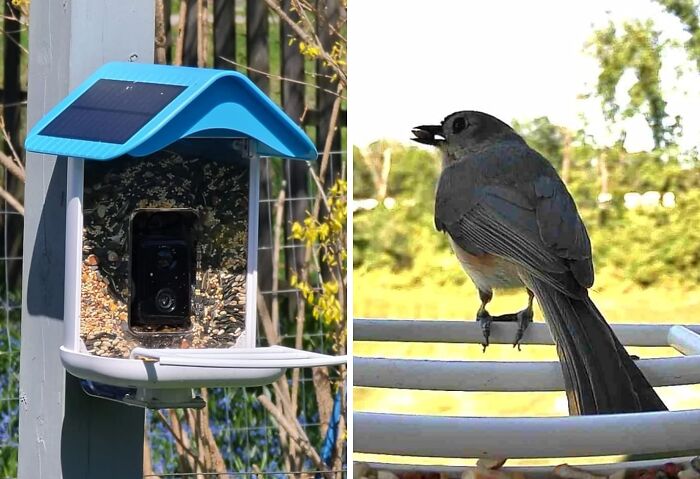 This Smart Bird Feeder Camera Is The Next Best Thing To Having David Attenborough Narrate Your Backyard Birdwatching Adventures