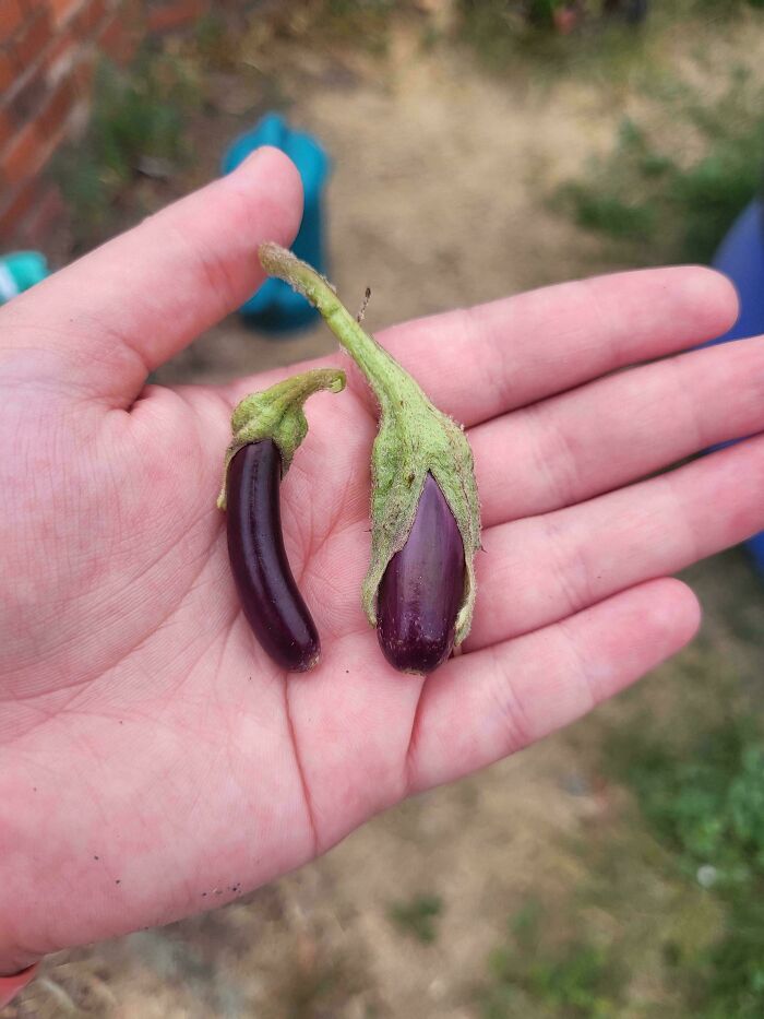 Two small eggplants in a hand, showcasing a gardening attempt with a less-than-mighty harvest.