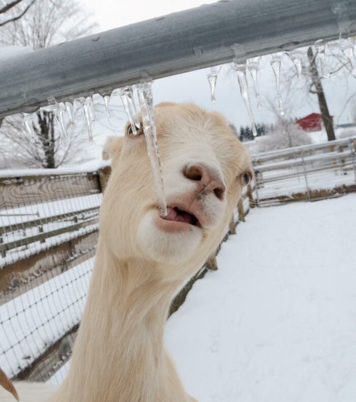 Tatiana The Goat Trying To Eat An Icicle