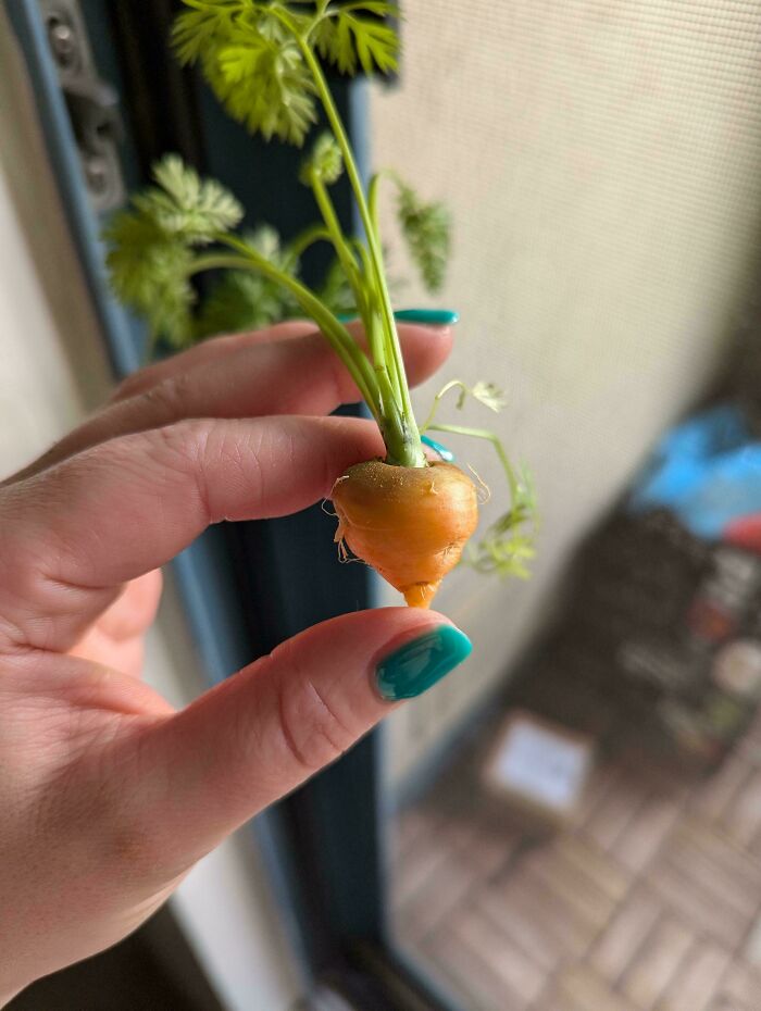 A small, oddly shaped carrot held between fingers, illustrating a gardening fail.