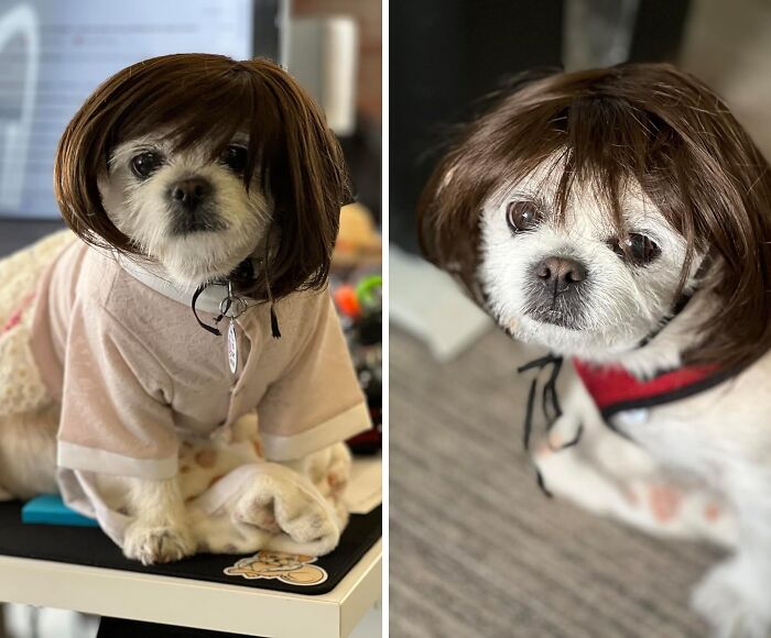 Ditch The Boring Collars And Bandanas, And Let Your Pet Rock This Fabulous Wig – It's The Mane Event Of Any Pet Costume Party