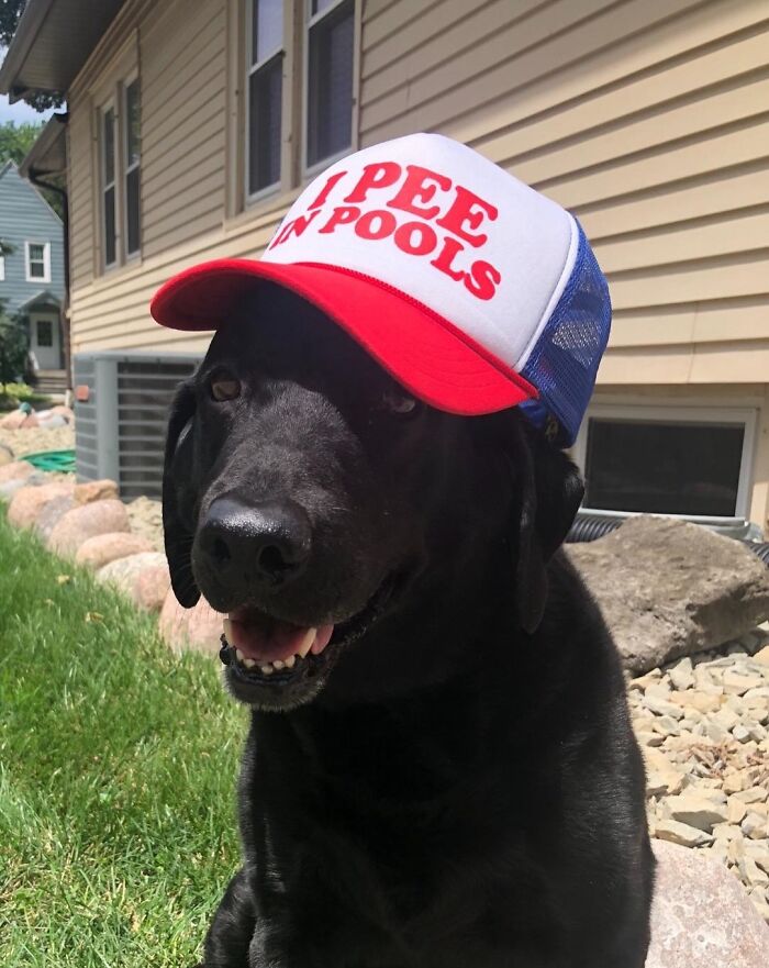 This "I Pee In Pools" Trucker Cap Is The Perfect Way To Let Everyone Know You And Your Dog Is The Lifeguard's Worst Nightmare