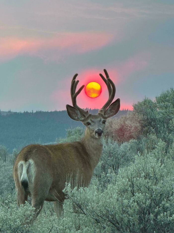 Deer with antlers silhouetted against a vibrant sunset, resembling a final boss in nature.