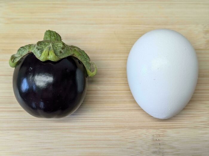 A small eggplant next to an egg, illustrating a gardening fail with no mighty harvest.